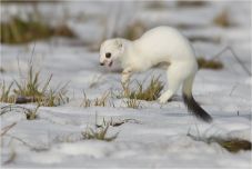 A hermelin lett az év emlőse Magyarországon