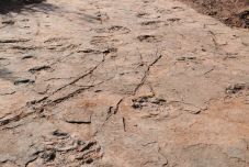 Több mint 240 dinoszaurusz-lábnyomot fedeztek fel Kínában