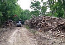 A rendőrség egy hét alatt 1300 köbméter illegálisan kivágott fát foglalt le 