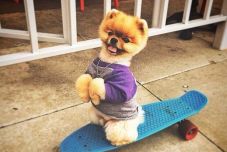 Több ezer dollárt keresnek egy-egy Instagram-bejegyzéssel a világ leghíresebb házi kedvencei 