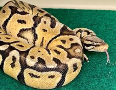 Több mint egyméteres pitont talált fürdőszobájában egy brit színész