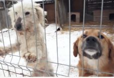 Hamarosan elkezdi munkáját az állatrendőrség – mutatjuk, hogy mi a dolguk