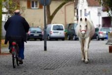 A mindennapok része lett Frankfurtban az utcán sétáló paripa