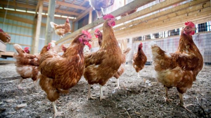 Madárinfluenza: kártérítésről szóló törvénytervezetet dolgozott ki az RMDSZ
