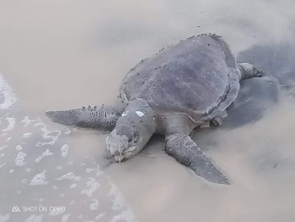 Több száz teknőstetemet sodort partra a víz egy hajóbaleset után Srí Lankán