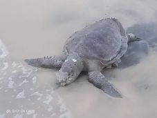 Több száz teknőstetemet sodort partra a víz egy hajóbaleset után Srí Lankán