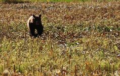 Székelyföldön tájékozódik a medvék helyzetéről az Agent Green civil szervezet