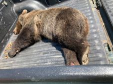 Elaltatták a Kovászna megyei autóbalesetben megsérült medvét