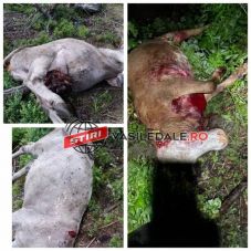 Medvék garázdálkodnak egy Máramaros megyei településen