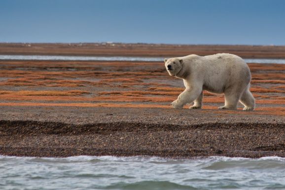 Egyre gyorsabban olvad a jegesmedvék utolsó menedéke is