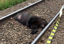 Egyre sürgetőbb a megoldás: vonat gázolt halálra egy medvét Háromszéken