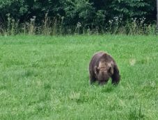 Csak a veszélyes egyedeket ártalmatlanítanák: medvét fényképezett az út mellett Tánczos Barna