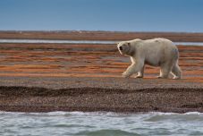 Egyre gyorsabban olvad a jegesmedvék utolsó menedéke is