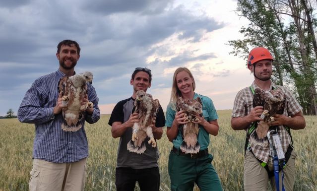 Világrekorddal zárulhat a parlagi sasok idei költési szezonja