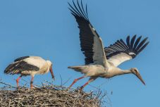 Elaltatták a világ leghíresebb gólyáját: 19 éven át röpképtelen volt