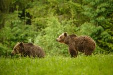 Tusnádfürdő polgármestere: rengeteg foglalást mondtak vissza a medvék miatt, a helyzet tarthatatlan