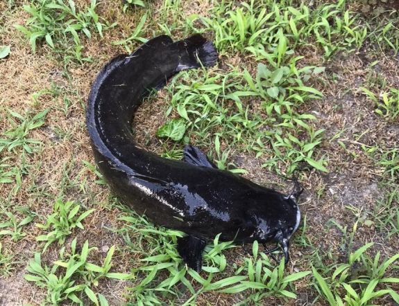 Elszaporodtak az afrikai harcsák a Duna-deltában, veszélyben a halállomány