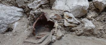 Egy malac 2700 éves, épen maradt csontvázát találták meg Jeruzsálemben