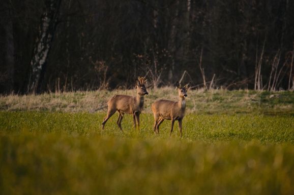 Óvatosan vezessen: elkezdődött az őzek násza, a vadak ilyenkor gyakrabban szökkennek az úttestre