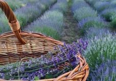 Nem kényes, ha érzi, hogy szeretettel gondozzák – levendulatermesztőt kérdeztünk