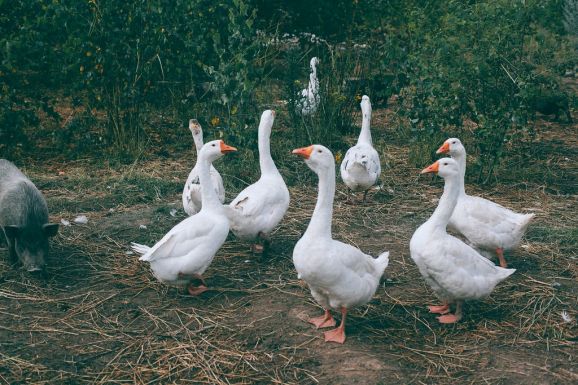 Kacsasejtekből állítanának elő libamájat laboratóriumokban, hogy a szárnyasok tömését elkerülhessék