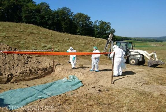 Jelenleg 170 aktív sertéspestisgóc van az országban