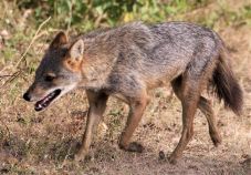 Sakálok garázdálkodnak a Duna-deltában, kilövési engedélyt kértek a környezetvédelmi minisztertől