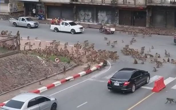 Rivális majombandák háborúja miatt állt le a forgalom egy kereszteződésben