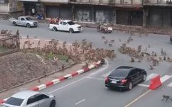 Rivális majombandák háborúja miatt állt le a forgalom egy kereszteződésben