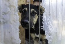 Vízbe dobták, felakasztották őket, mégis megmenekültek: így működik a csíkszeredai kutyamenhely