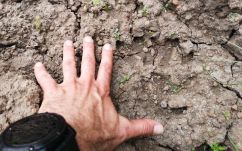 Medvenyomok a Balaton-felvidéken: állítólag egy anyamedve és egy bocs járt Balatonhenye környékén