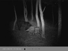 Medve tartja rettegésben egy Arad megyei község lakóit