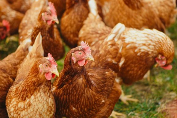 Madárinfluenzás lett egy férfi Kínában, ez a vírustörzs először fertőzött embert