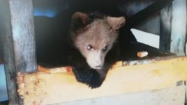 Medvebocsot, medvehúst és csapdát foglaltak le a rendőrök egy házkutatás során