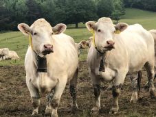 Minőségi áruval törne be a piacra a háromszéki húsmarhatartók szövetkezete