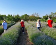 Már a levendulásban is oltanak Temes megyében