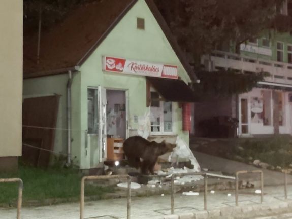 Számos medve okozott kárt az éjszaka Tusnádfürdőn – boltba, panzióba törtek be a vadállatok