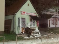 Számos medve okozott kárt az éjszaka Tusnádfürdőn – boltba, panzióba törtek be a vadállatok