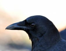 Társak, bérletek, nyomokban harmónia