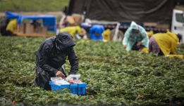 Embertelen körülmények között dolgoztattak romániaiakat egy hollandiai farmon