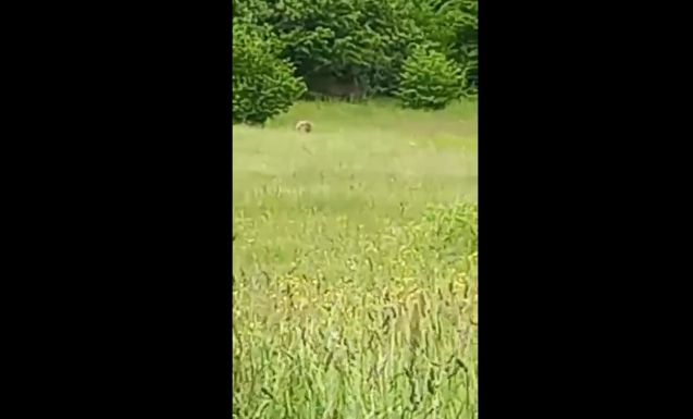 Ez a medve támadta meg vasárnap a kápolnásfalui áldozatot