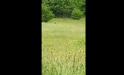 Ez a medve támadta meg vasárnap a kápolnásfalui áldozatot