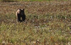 Összeroncsolta a medve a háromszéki áldozatának koponyáját