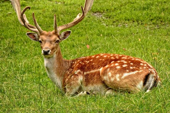 Meztelenül menekültek egy szarvas elől: jól megfizettek a kijárási tilalom megszegéséért