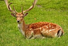 Meztelenül menekültek egy szarvas elől: jól megfizettek a kijárási tilalom megszegéséért