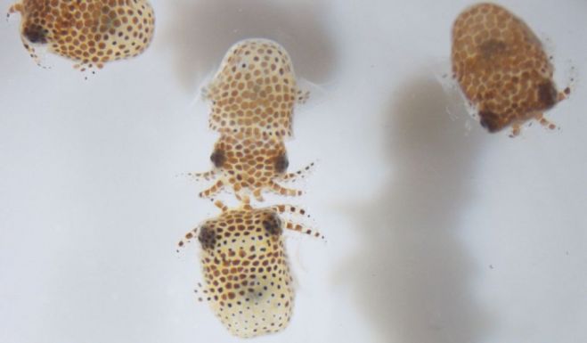 Tintahalbébiket küldenek a Nemzetközi Űrállomásra