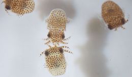 Tintahalbébiket küldenek a Nemzetközi Űrállomásra