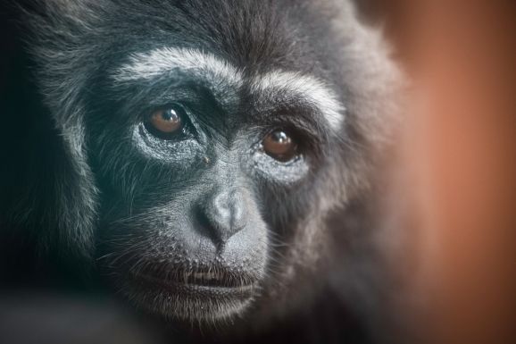 Élőhelyük 90 százalékát elveszíthetik az emberszabású majmok Afrikában néhány évtizeden belül