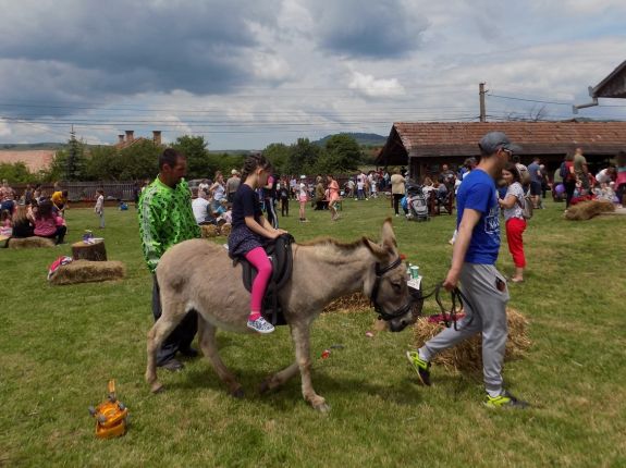 Egészséges, de drága a szamártej – a homoródszentmártoni szamárfarmon jártunk