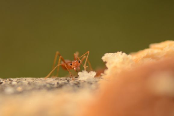 Az ön konyhájában is megjelentek a hangyák? Ezt érdemes tudnia róluk